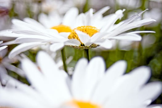 Daisies