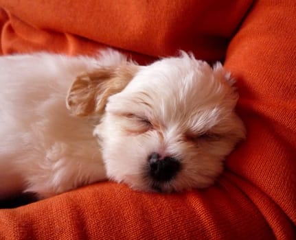 Sleep Oscar
