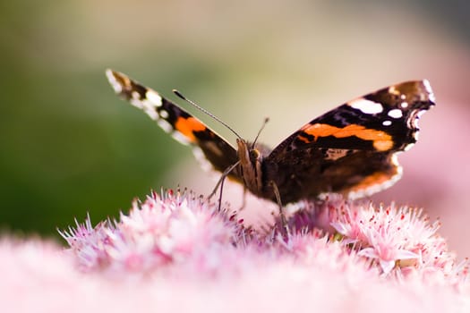 Red admiral on sedum flowers