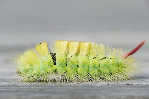 Beech Redstart Caterpillar