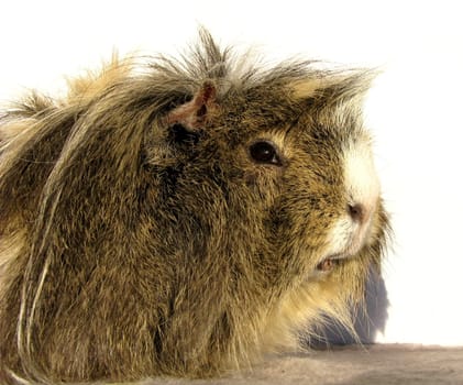 Portrait guinea pig