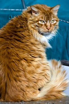 cat