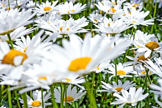 Daisies