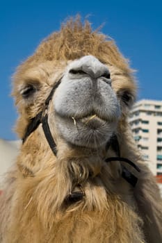 camel