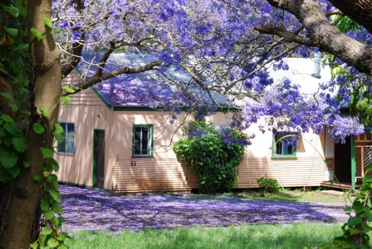 Jacaranda House
