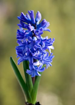 hyacinth