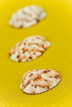 mussels