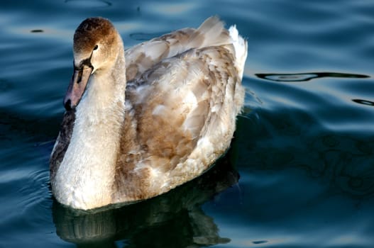 Portrait of a young mute swan,Cygnus olor