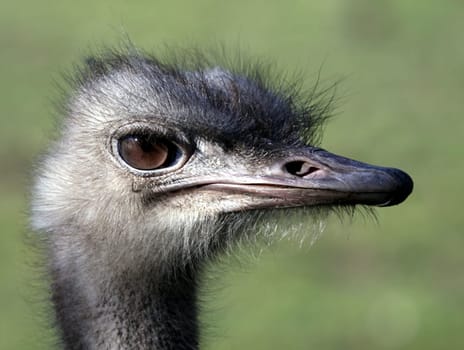 EmuPortrait II