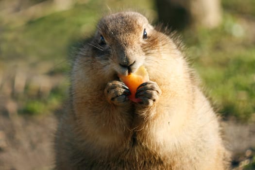 Prairie dog eating