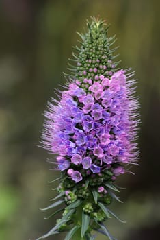 viper's head,Echium candicans
