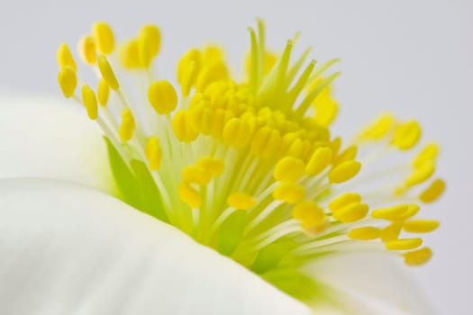 The German name is due to the fact that the grated powder of the root of the plant triggers sneezing.