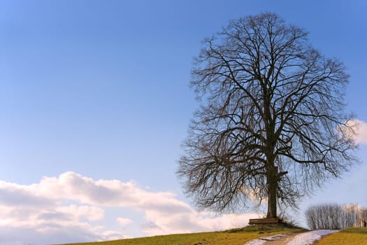 Linden tree