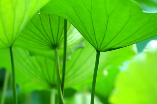 Lotus leaves