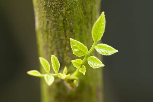 Leaves