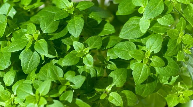 Thyme
