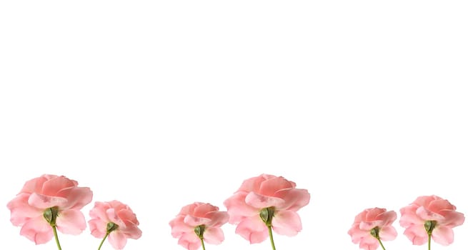 pink rose flower border
