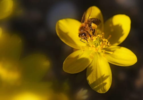 Der Frühling ruft
