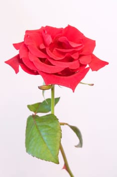 A rose