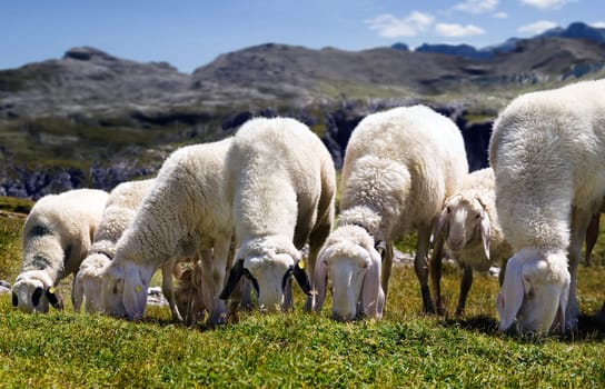 Happy Sheep