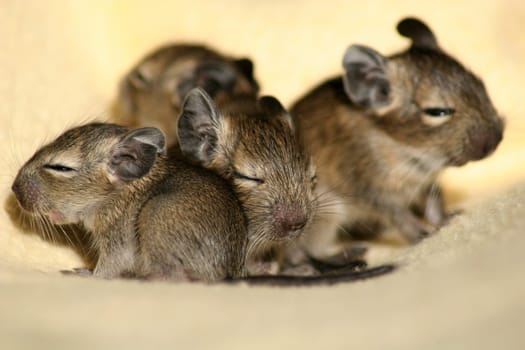 Degu Kids