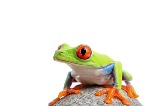 frog isolated on white
