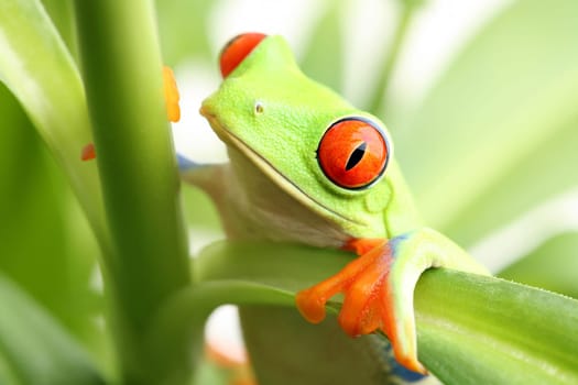 frog in a plant