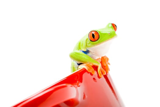 frog on a pot