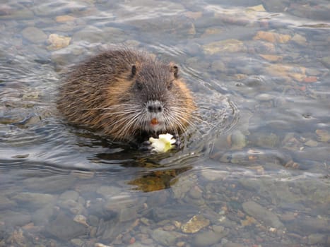 Nutria