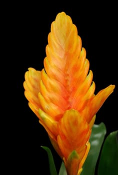 Bromeliad