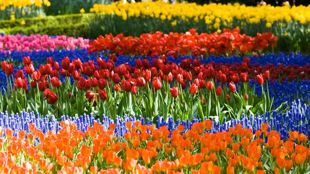 Tulips and common grape hyacinth