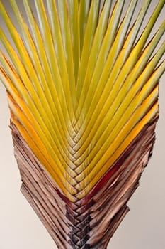 Close up of palm tree showing patterns