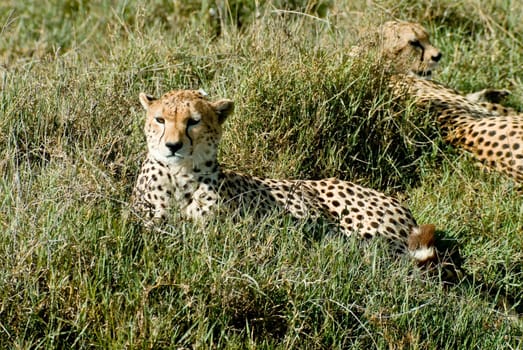 Cheetah