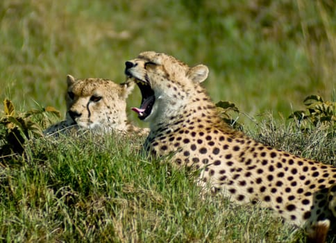 Cheetah