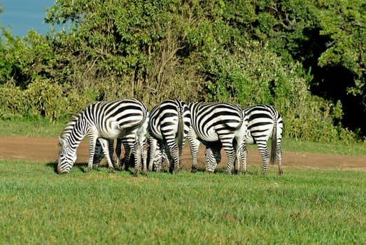 Zebras