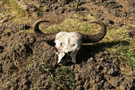 Buffalo Skull