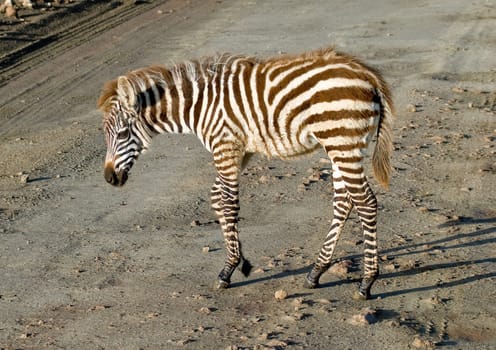 Zebra foal