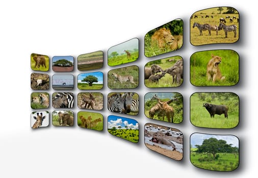 Screens Animals Africa