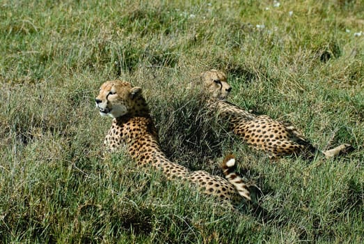 Cheetah