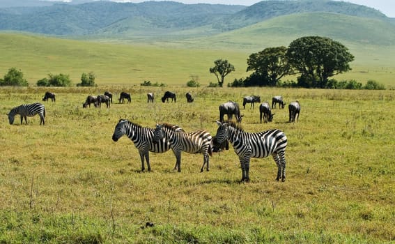 Zebras