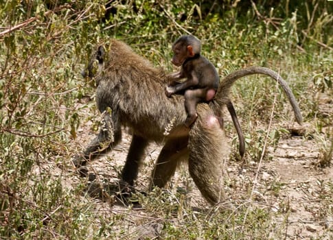 Baboon