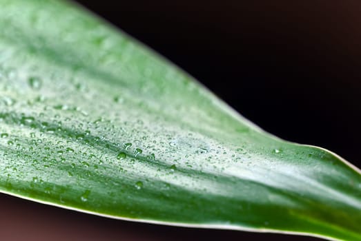 Bamboo leaves with water drops