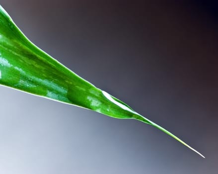 Bamboo leaves with water drops