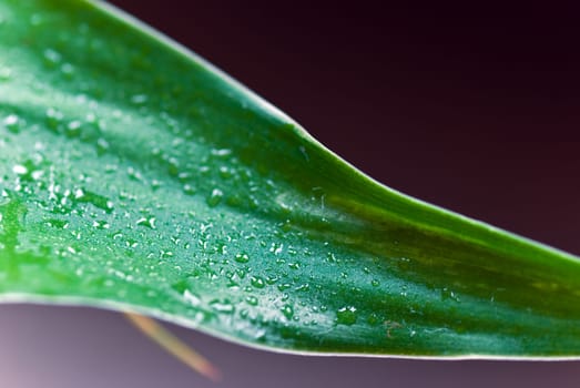 Bamboo leaves with water drops