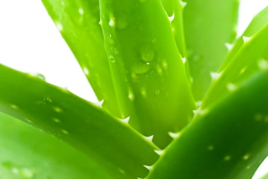 Aloe vera with drops