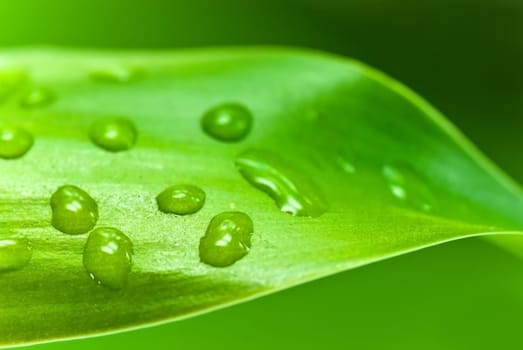 Bamboo leaves with water drops