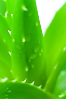 Aloe vera with drops