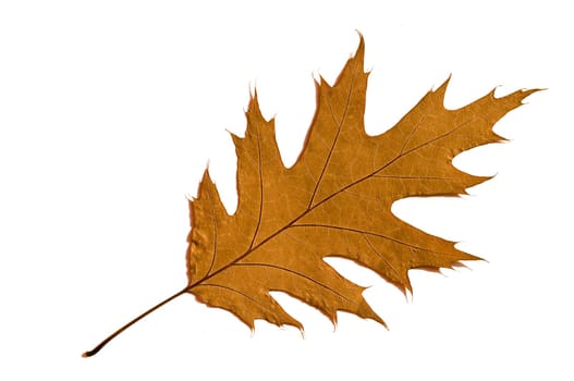 Oak Leaves