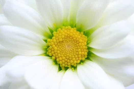 Marguerite