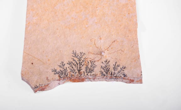 Fossil